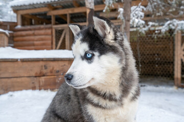 A small white dog puppy Siberian husky with beautiful blue eyes