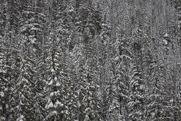 snow covered winter trees in the forest