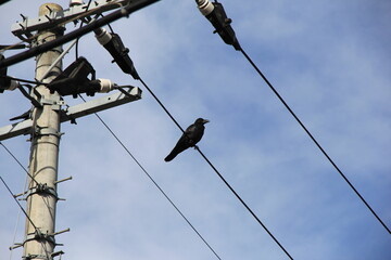 電線に乗っている１羽の「カラス」