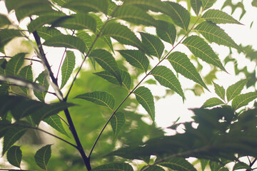 Neem Leaves | Azadirachta indica