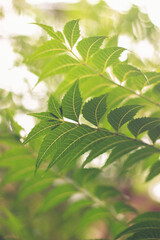 Neem Leaves | Azadirachta indica