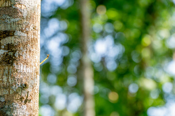 Trees wallpaper in the garden with blur background