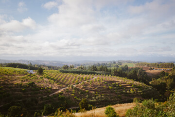 Fototapeta na wymiar Vineyard landscape in Guarilihue, Paisaje de viñas en Guarilihue