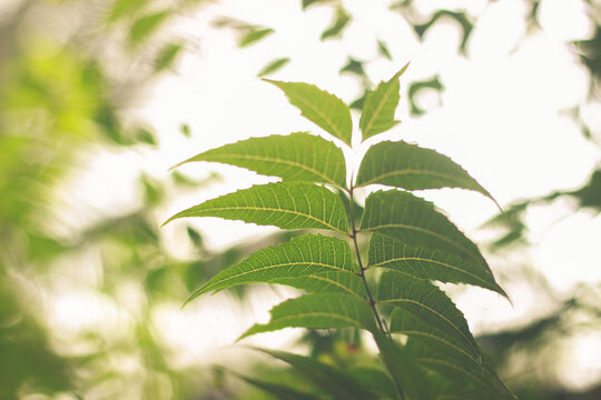Neem Leaves | Azadirachta indica
