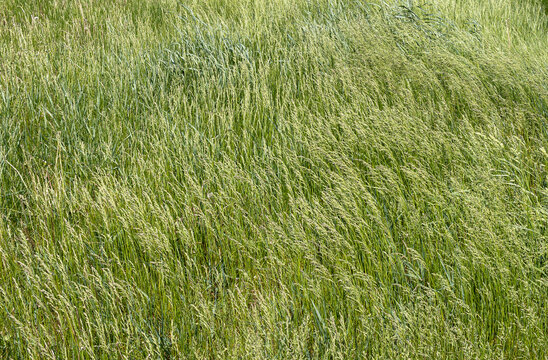 Blue Grass Waving In The Wind.