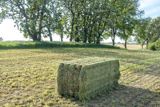A large bale of mixed hay on the ground in a harvested  field with trees in the background.