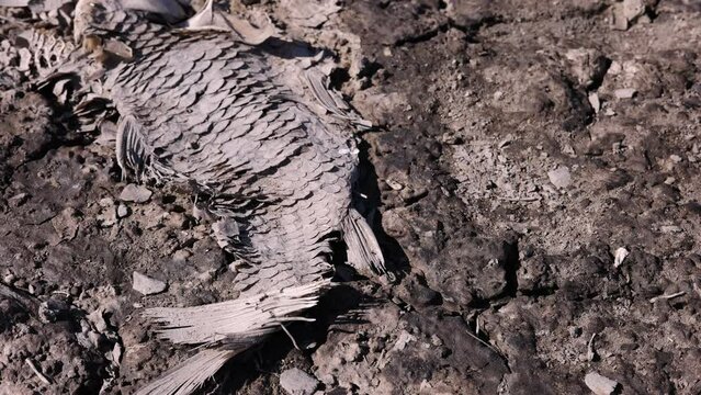  Skeletonized fish bodies dead in a dried out lake bed in summer