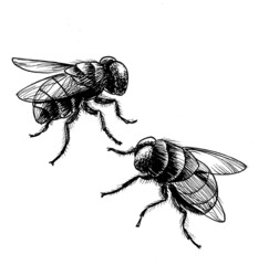 Two flies. Ink black and white drawing