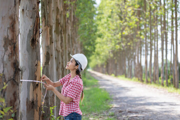 A young Asia woman in work using measuring the diameter of a tree with a diameter tape,Measure the dimensions of the eucalyptus trees to verify their size before they are cut 