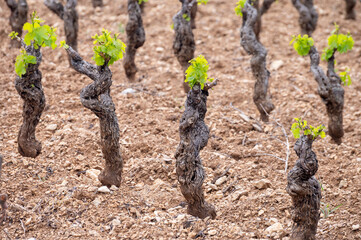 Old vineyards of Cotes de Provence in spring, Bandol wine region, wine making in South of France