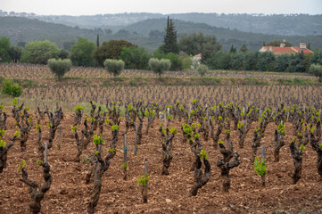 Fototapeta na wymiar Vineyards of Cotes de Provence in spring, Bandol wine region, wine making in South of France