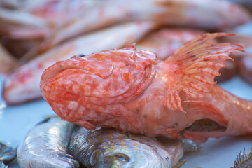 Catch of the day , fresh fish for sale on daily fisherman's market in small old port in Cassis, Provence, France