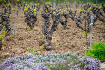 Vineyards of Cotes de Provence in spring, Bandol wine region, wine making in South of France