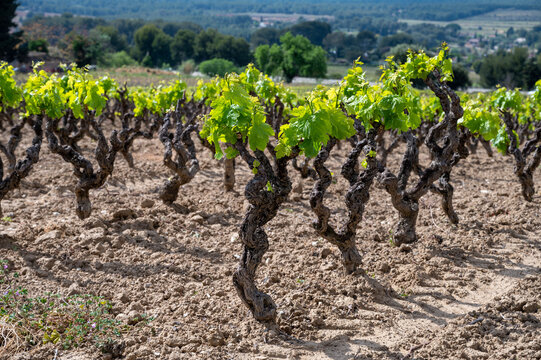 Green vineyards of Cotes de Provence in spring, Bandol wine region, wine making in South of France