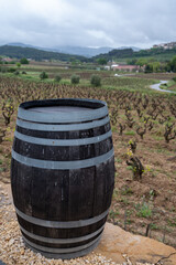 Old vineyards of Cotes de Provence in spring, Bandol wine region, wine making in South of France
