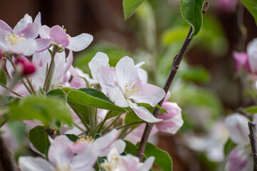 Blossom of apple tree on fruit orchard