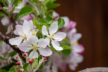 Blossom of apple tree on fruit orchard