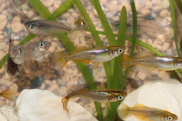 Japanese gold and silver colored aquarium Killifish “Medaka” ricefish, closeup macro photography. 金や銀色の輝く日本観賞用ヒカリ体型メダカが泳ぐ水槽内。
