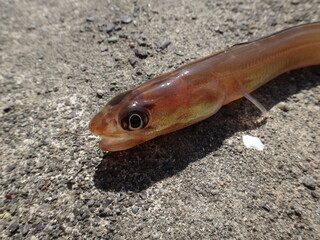 Conger eel with big eyes