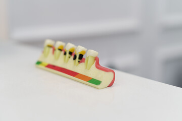piece with molars, gums and roots, didactic article for teaching, dental instrument in studio, object - obrazy, fototapety, plakaty