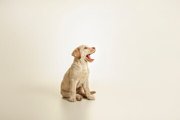 Cute puppy dog with open mouth. Studio shot for advertising. Clean and white background. Yellow...