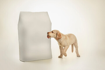 Cute puppy dog licking a pack of dog food. Studio shot for advertising. Clean and white background. Yellow labrador.