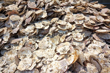 積み上げられたホタテガイの殻