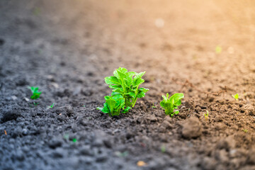 Young green foliage of a growing potato in a garden bed in spring, close-up