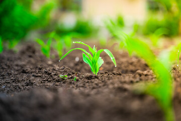Young sprouts of corn grow in the soil in the vegetable garden in drops of dew. Growing corn in the garden