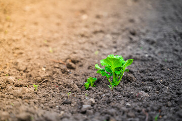 Young green foliage of a growing potato in a garden bed in spring, close-up
