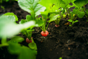 Ripe red radish growing in soil closeup