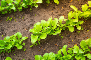 Garden bed with growing radishes. Green radish leaves growing in rows in the soil