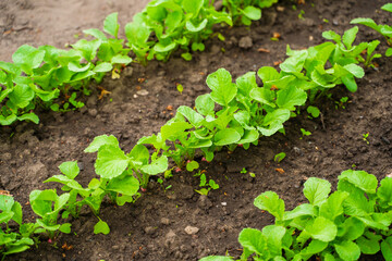 Garden bed with growing radishes. Green radish leaves growing in rows in the soil