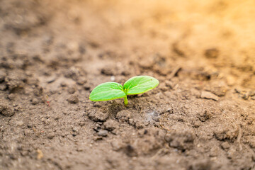 The first germinal green leaves of cucumbers close-up on the garden bed in the morning