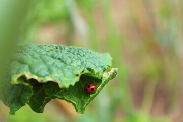 葉の裏側のテントウムシ