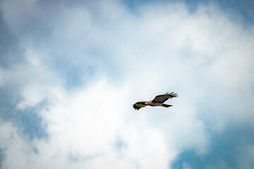 birds in flight