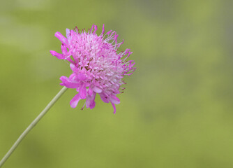 thistle flower