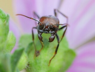 bug on a flower