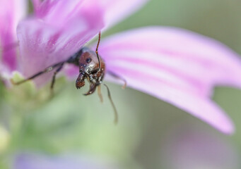 bee on a flower