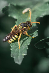 wasp on leaf