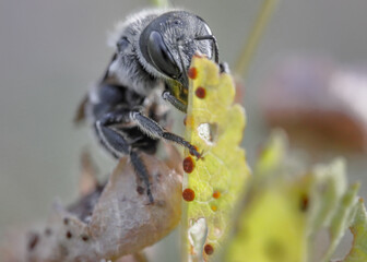 wasp on a leaf