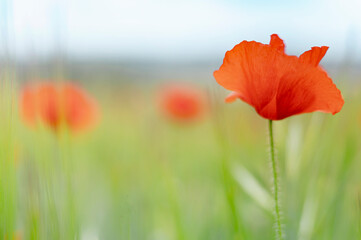 red poppy flower