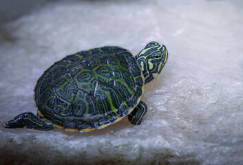 red eared slider