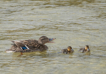duck and ducklings
