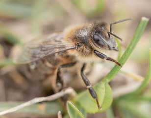bee on a flower
