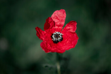 red poppy flower