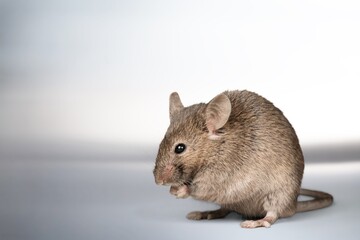 Cute small mouse or rat on wight background