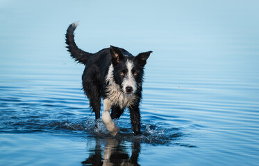 Perro de raza Border Collie joven cachorro jugando en la costa de la playa con aguas marítimas...