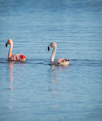 Phoenicopterus chilensis, flamenco rosado chileno, pareja de flamencos en las orillas de la costa marina, mar azulado , bandada de flamencos alimentándose libres, salvajes