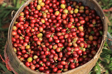 Raw red berries,Harvesting coffee beans. harvesting Robusta and arabica  coffee berries by agriculturist hands, Worker Harvest arabica coffee berries on its branch.